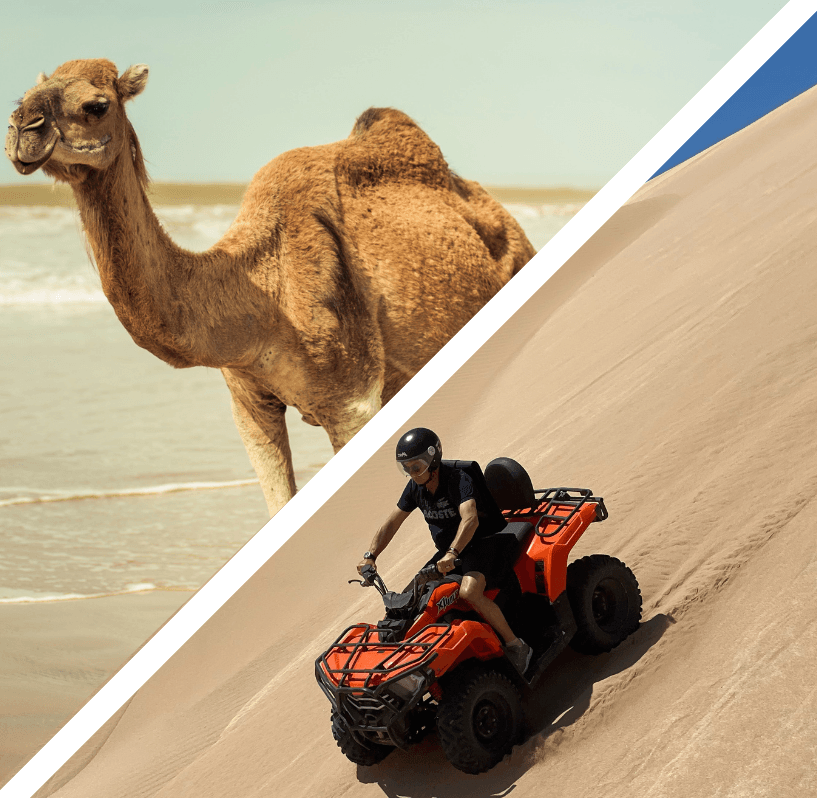 Combo Quad et Dromadaire